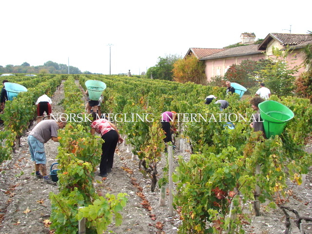 _PRIBAN vineyard copy.jpg