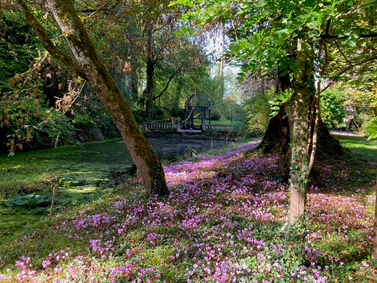 Pond.jpg